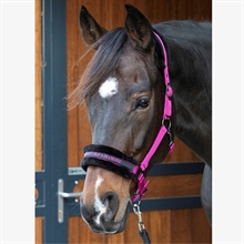 Harry's Horse Halfter Lyrics Quotes